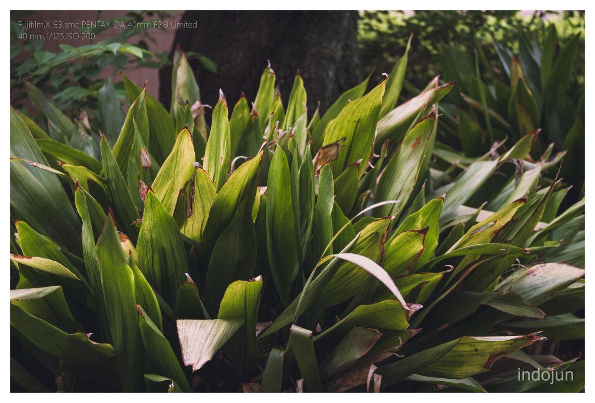 indojun21's tweet photo. #おっさんは葉っぱでも撮っとけ

X-E3 + smc PENTAX-DA40mm F2.8 Limited https://t.co/LPDQhhpI07