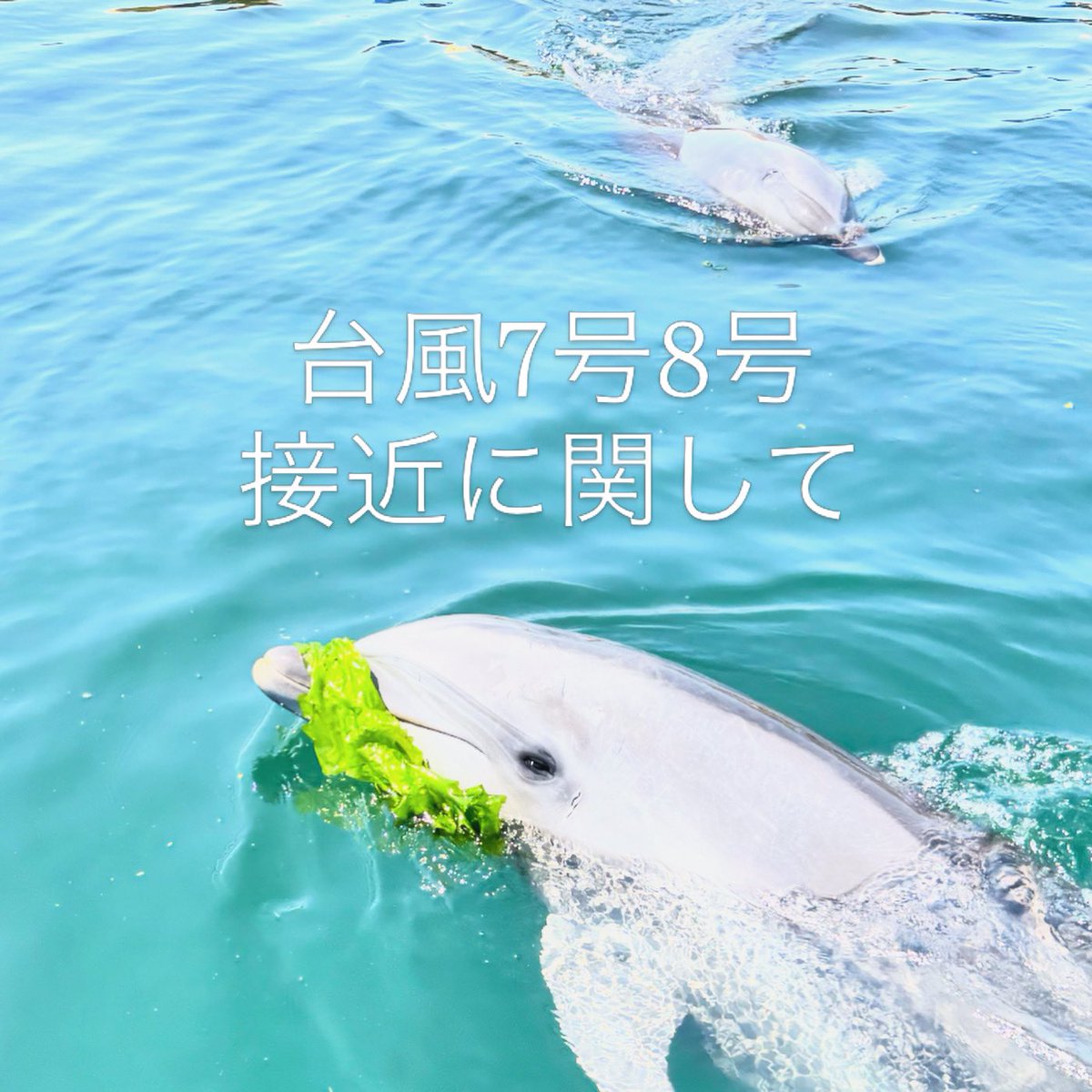 dolphincenter's tweet photo. いつも、当施設をご利用頂きありがとうございます。
 
現在台風7号8号が日本付近へ接近しております。
日本ドルフィンセンターがある香川県も強風圏及び暴風圏の影響を大きく受ける可能性があり、お客様の安全や、施設の保全を行うため一部の営業を中止いたします。
詳しくはHPをご確認下さい。 https://t.co/RY3hymriGa
