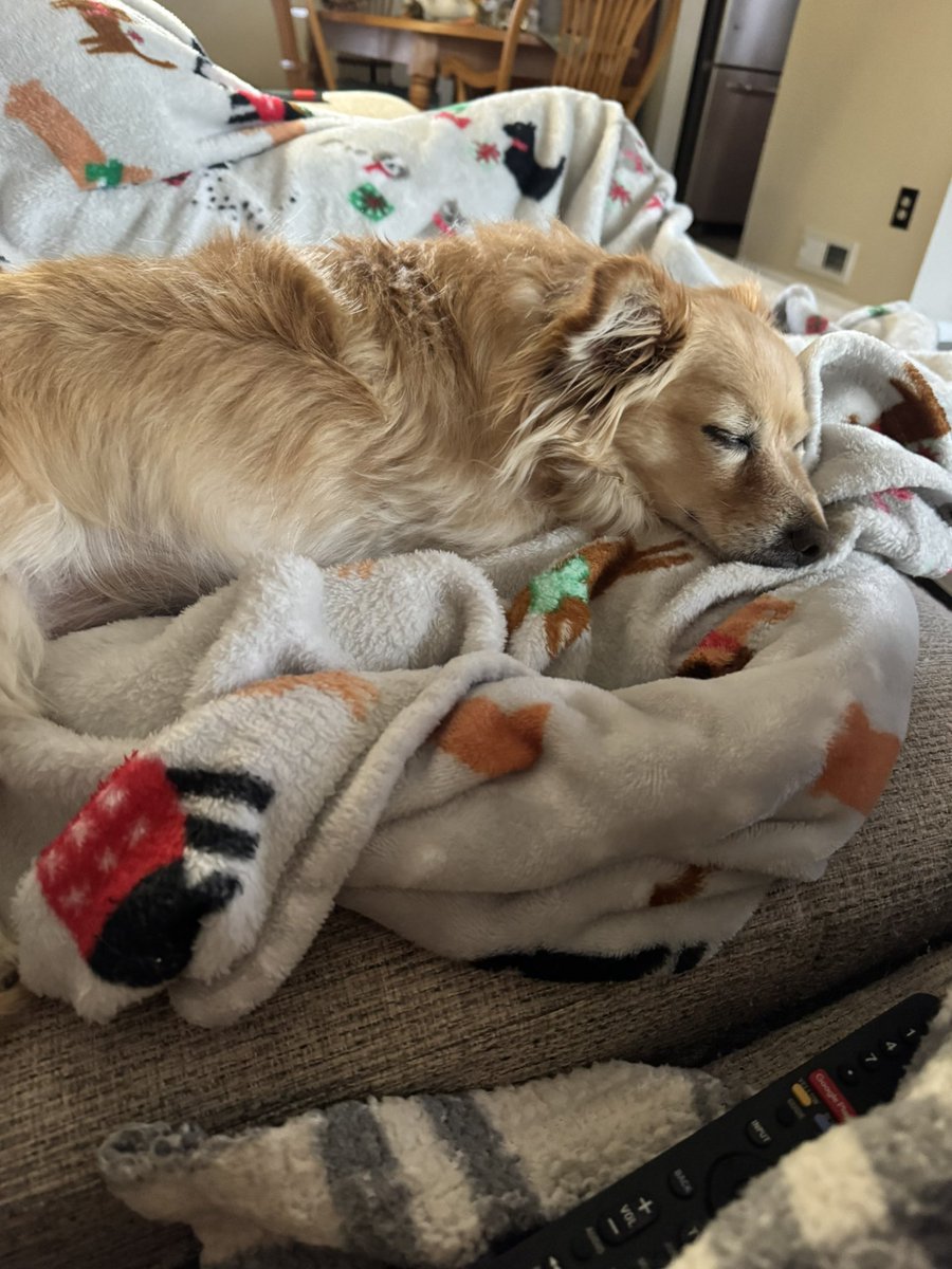 kmlkm21's tweet photo. @emmcooper42 My dog and my sis’s dogs https://t.co/1EqfbLrSFy