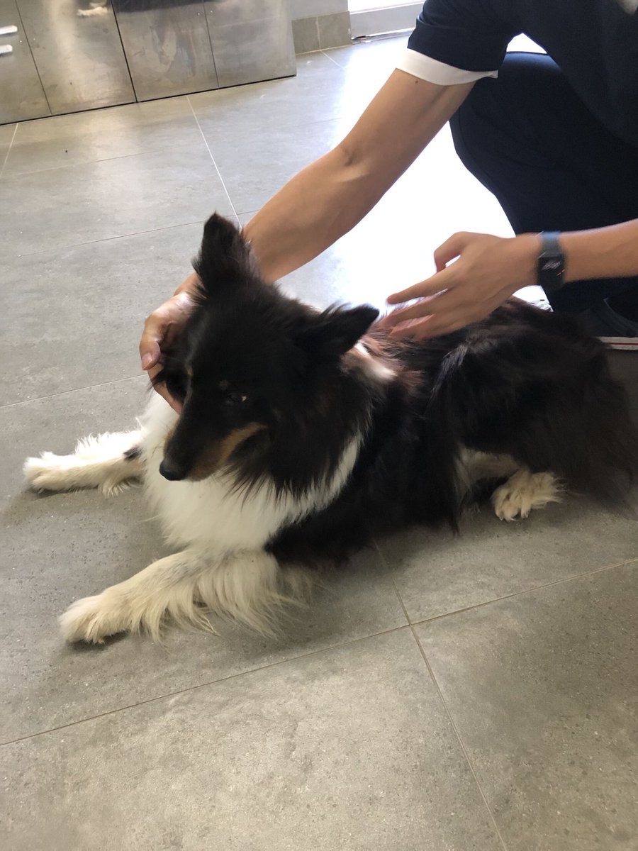 inthej12's tweet photo. 이 아이 지금 보호소에 있어요 🐾

어딘가 주인을 기다리고 있을 텐데..
혹시 아는 분 계신가요?

전국 유기동물 지도에서 내 주변
보호소 동물들을 바로 확인할 수 있어요

🔗 https://t.co/U5BnqZu7rC
프로필 링크에서 확인하세요

#유기동물 #유기견입양 #보호소강아지 #강아지스타그램 #반려동물 https://t.co/fqaG0iAKEM