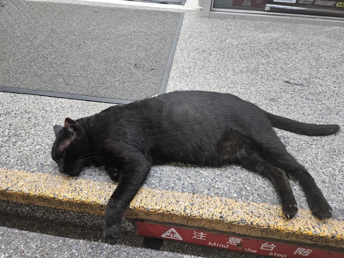 pieridae0711's tweet photo. 看來全家跟小七店員今天都累到了 https://t.co/r7hI4maI8G
