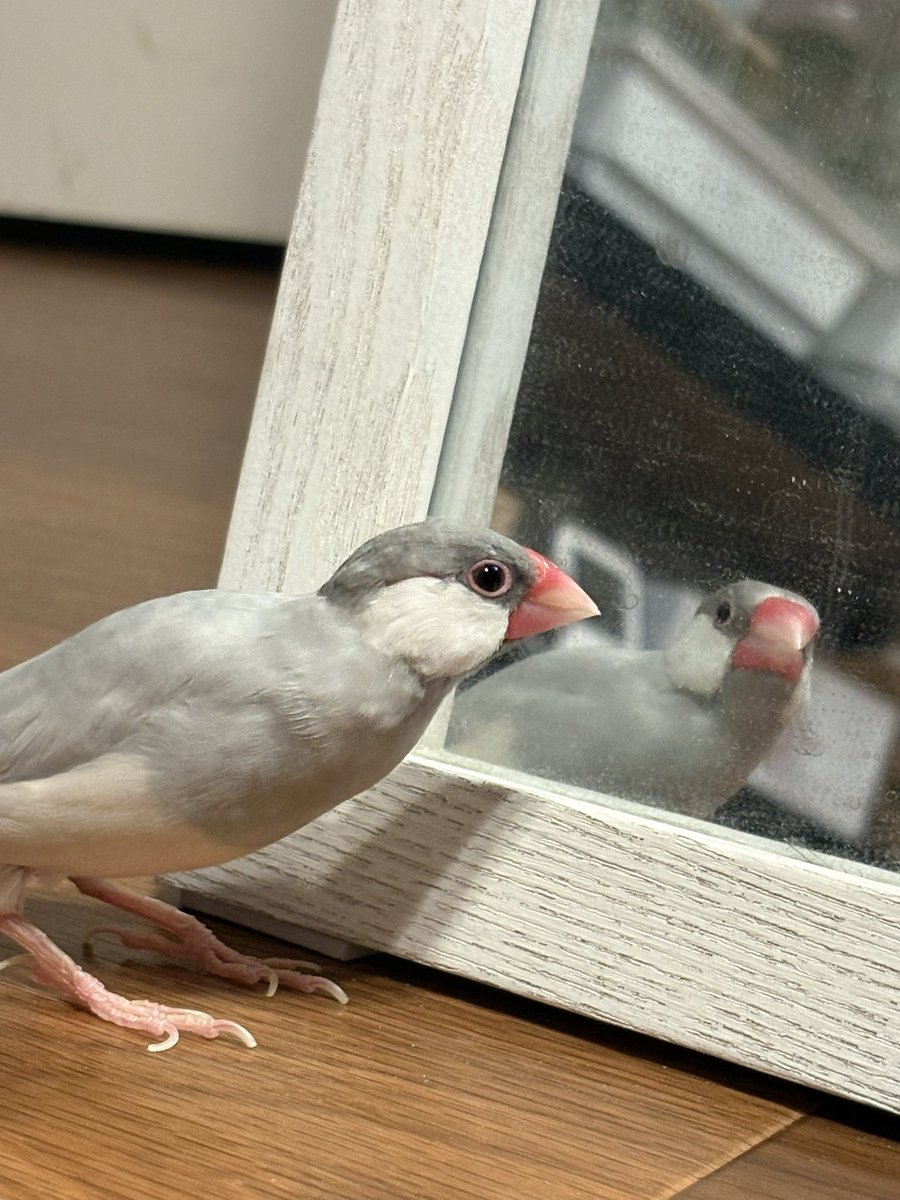 huku0002p's tweet photo. 少し前、先生に「この子はナルシスト気質がある」と言われ、そんなわけ〜と思ってたけど、目を離したらいつも鏡の前で自分の顔見てる😅 https://t.co/HJiGiLuMXI