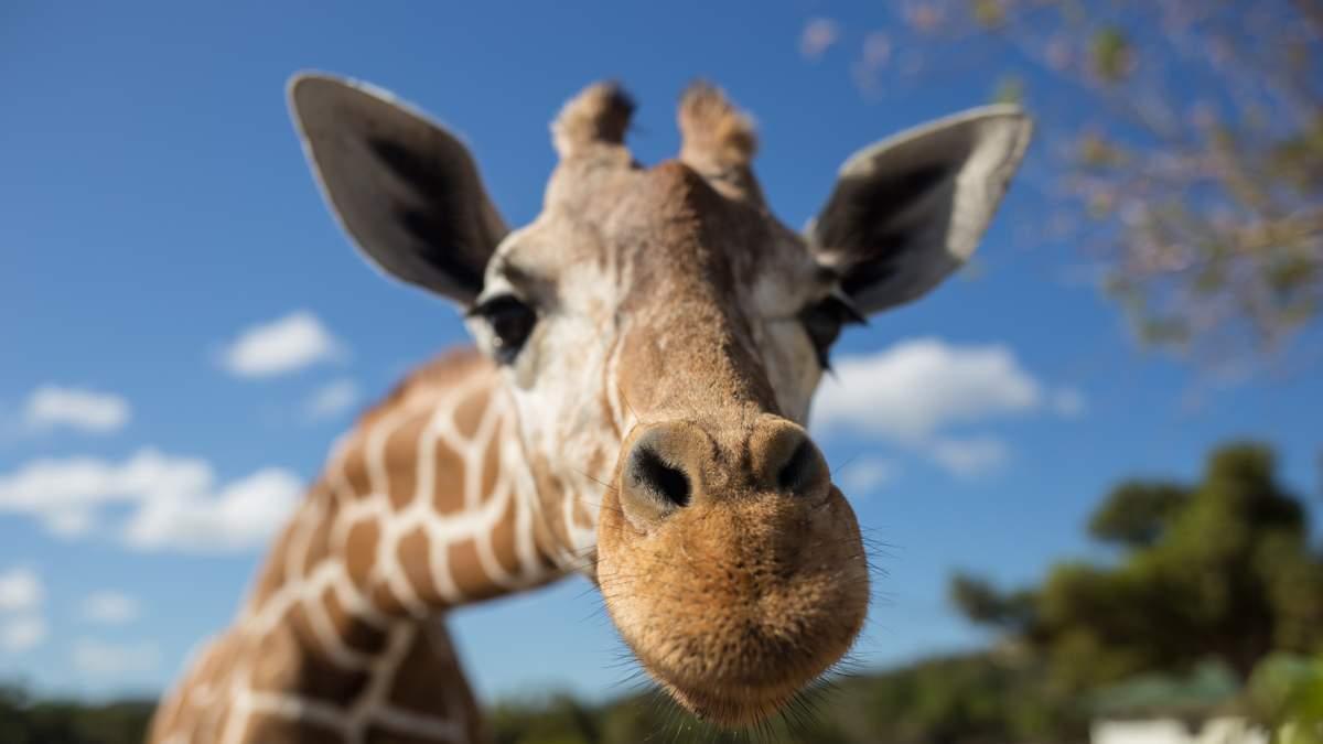 MYMAGIC101's tweet photo. Search Continues For Giraffe That Escaped From Texas Ranch Last Week | Magic 101.3 https://t.co/BrHfMfPwbk https://t.co/1xLDpzKPRO