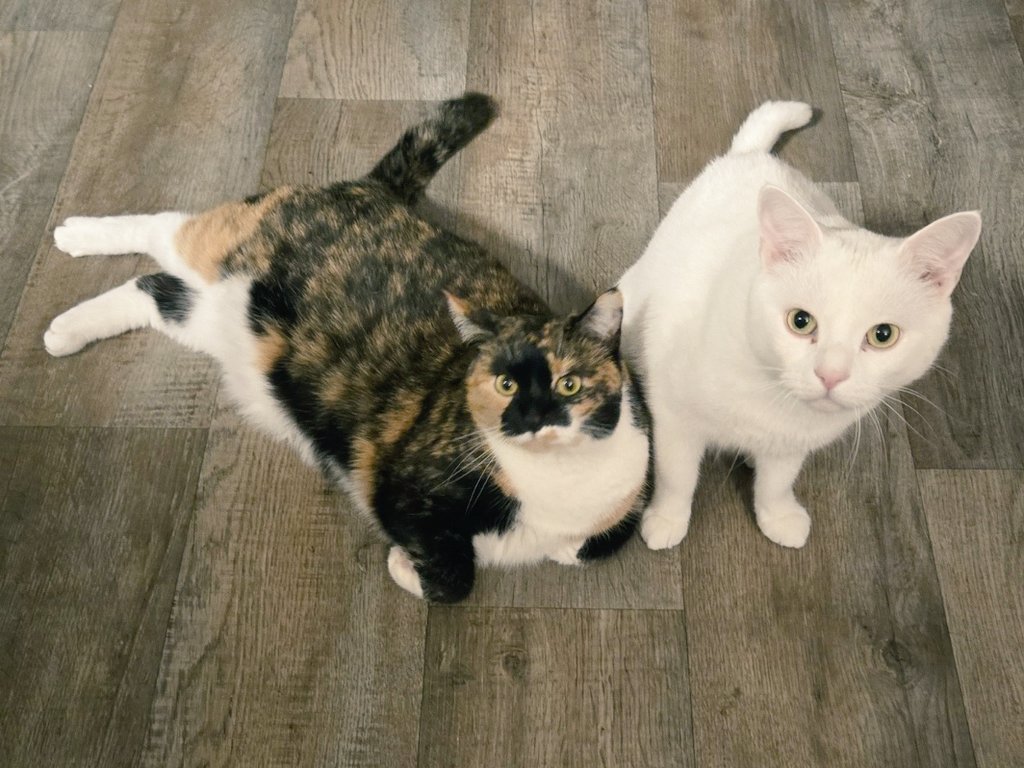 V0id0wl's tweet photo. @dearcallie Id say theyre both the cutest things ive ever seen...... https://t.co/Txeniyh4jf