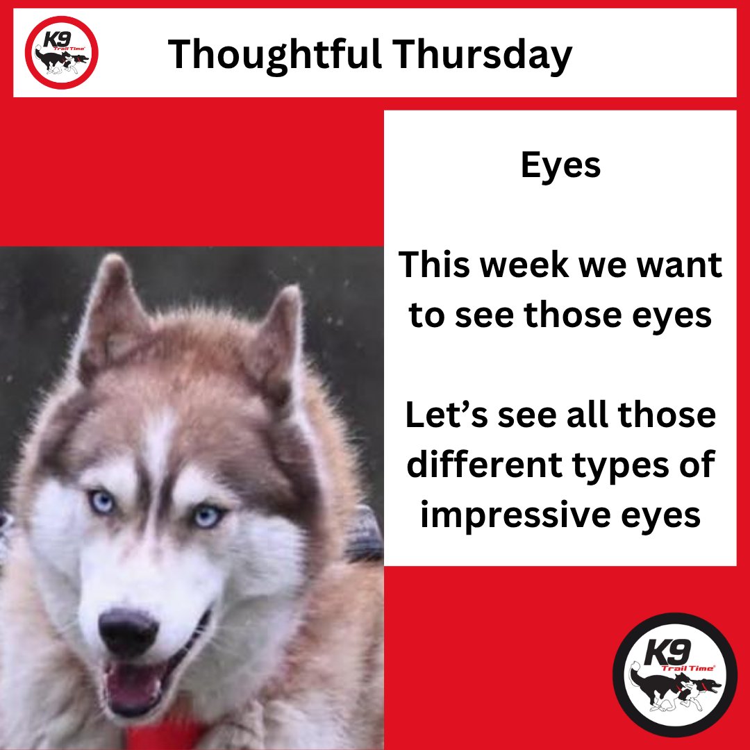 K9TrailTime's tweet photo. ✏️ It's the Body Parts Challenge (🐶Canine Body Parts only please 🚫)

This week's CANINE body part is ⏩ Eyes

📸 Post a picture in the comments

#k9trailtime #activedogsarehappydogs #canicross #runningwithdogs #canicrossdogs https://t.co/oTeleI5Cyj