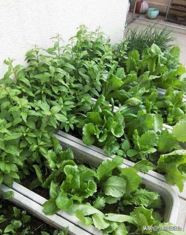 kua123456789's tweet photo. After swapping my desk job for a tiny balcony garden, I now start each day with fresh mint tea instead of snoozing through work emails. Small shift, huge mood boost! https://t.co/dmi6tDAXNi