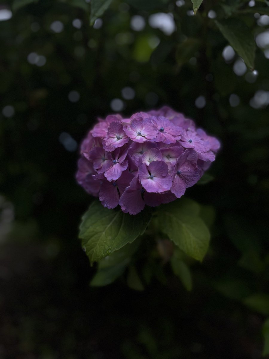 Taatya90's tweet photo. 紫陽花見てきたよー
#紫陽花 https://t.co/35ejjJCzIV