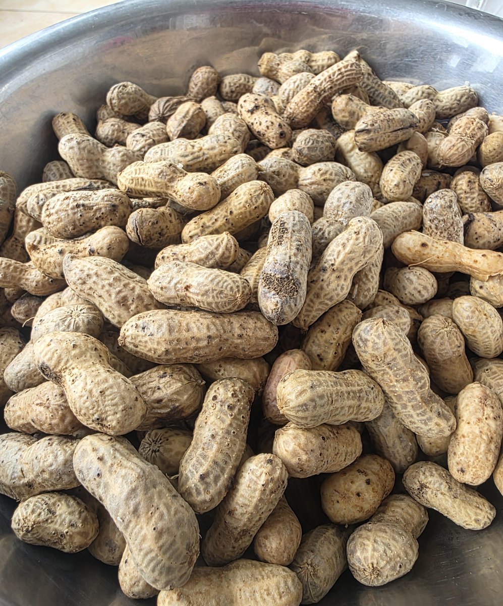 XxPECxX's tweet photo. Just shared homemade cookies with our new neighbors—best part of the day! They brought over fresh picked veggies tomorrow. Love this neighborhood vibe. https://t.co/XWJgzrDuSK