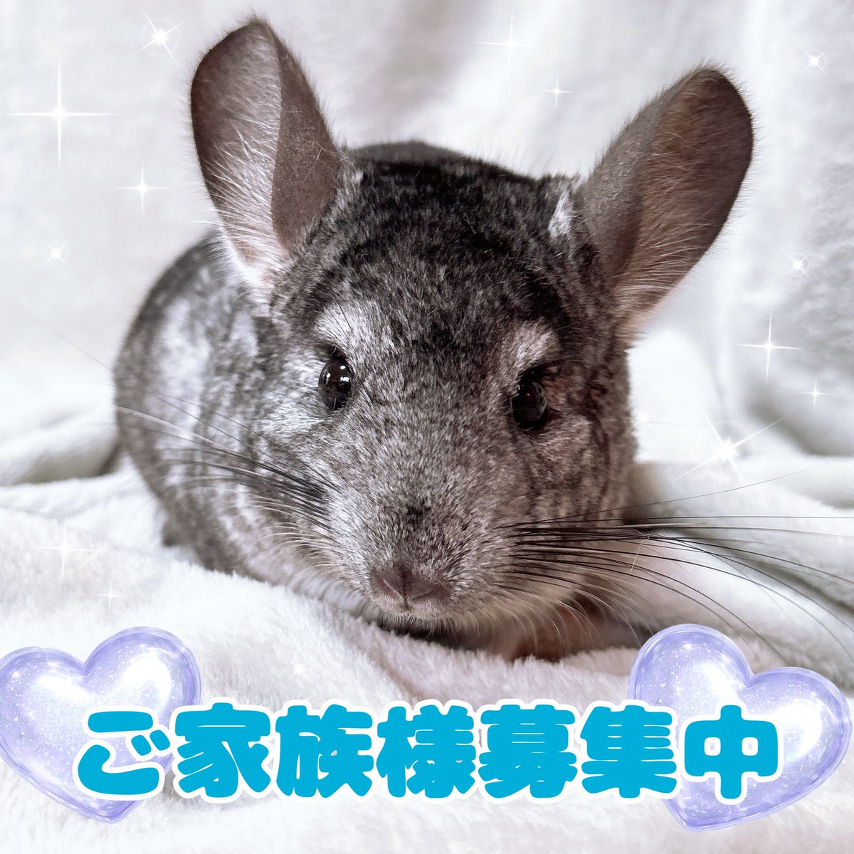 Little_tail_pet's tweet photo. チンチラスタンダードの男の子ご家族様募集中です‼︎🙇

2025年8月生まれの国産です。

夏前のお迎えSALEとしまして、
39,800円→税込35,000円です！

人慣れしていて抱っこもできます💖
健康面も問題なく、すぐのお迎えが可能です‼︎

お気軽にお問い合わせください♪

#チンチラ #チンチラ販売 https://t.co/M78z9UVIcZ
