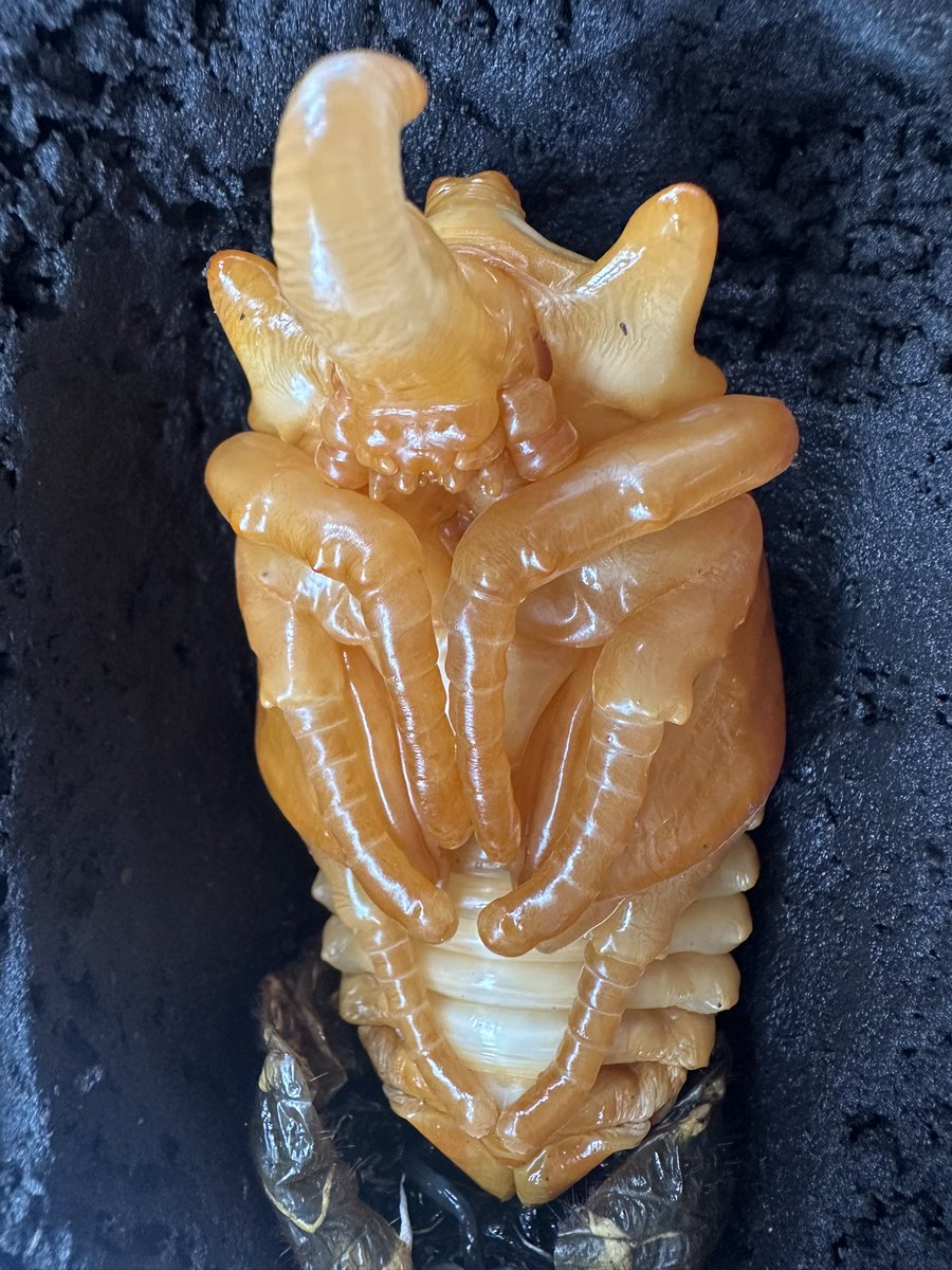 gin31940's tweet photo. 雄も蛹化してた！かなり大きめで嬉しい！
エレファスゾウカブト蛹ラッシュ楽しみ😊 https://t.co/D1k2HAzle3
