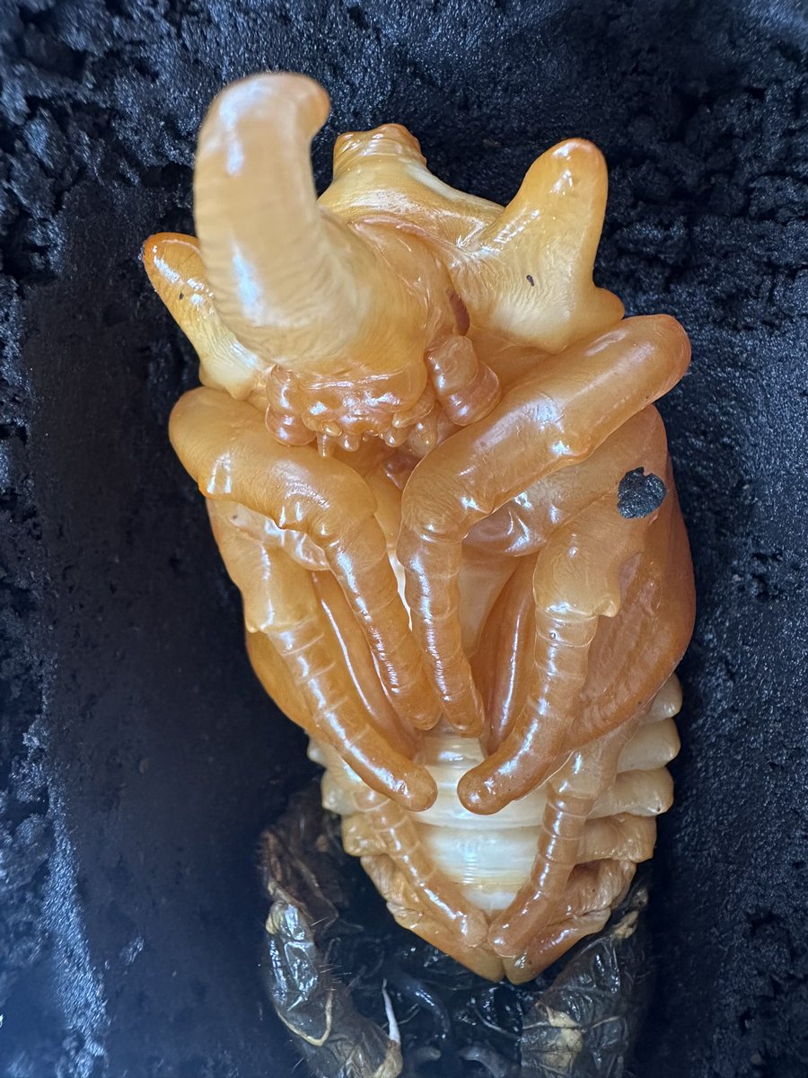 gin31940's tweet photo. 雄も蛹化してた！かなり大きめで嬉しい！
エレファスゾウカブト蛹ラッシュ楽しみ😊 https://t.co/D1k2HAzle3