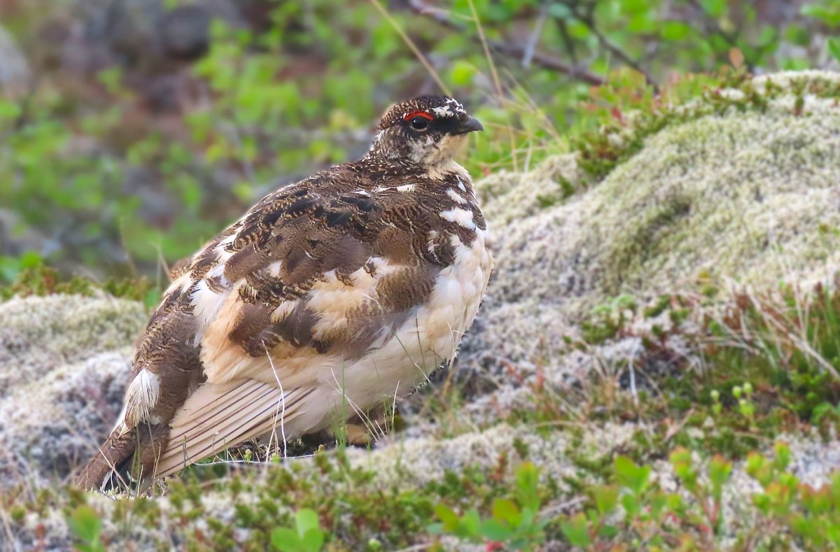 NoahBai14527125's tweet photo. Lucky to get to Iceland for a few days after finishing my exams. The birding was incredible and managed four lifers: Harlequin Duck, Barrow's Goldeneye, Gyrfalcon and Brunnich's Guillemot. https://t.co/ZoMbE9lWHm