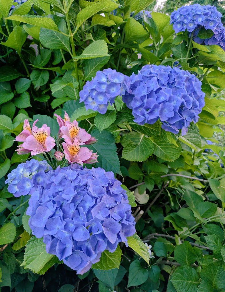 udakapikapi's tweet photo. 濃淡紫陽花🩵💙💜どれにする🤗 https://t.co/oMqIdj0osf