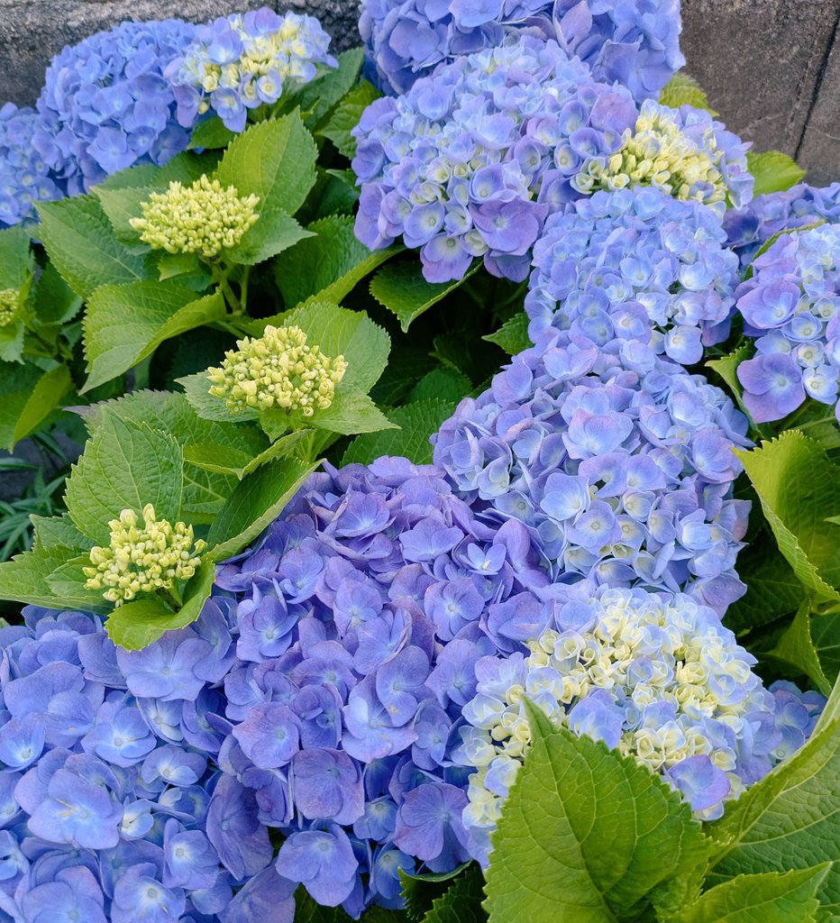 udakapikapi's tweet photo. 濃淡紫陽花🩵💙💜どれにする🤗 https://t.co/oMqIdj0osf