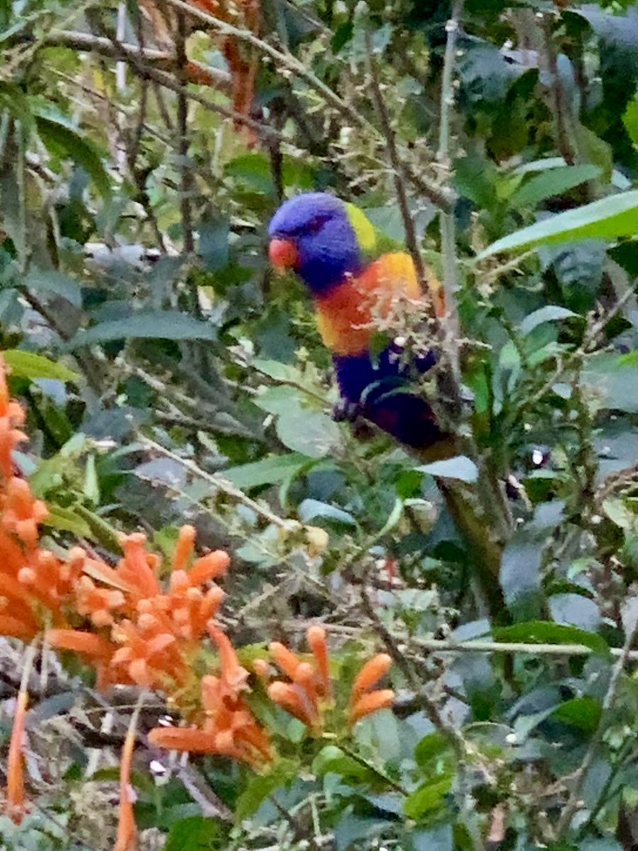 debzhealey's tweet photo. Some colourful action in the yard #righthererightnow #birds https://t.co/ksnARQ98eR