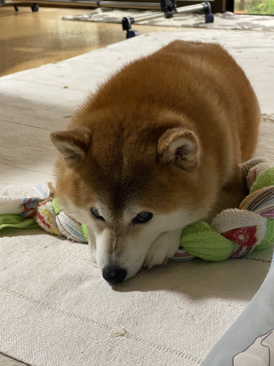 adjective_669's tweet photo. お気に入りのタオルをディフェンスする柴犬さん https://t.co/VZpjq7lGpn