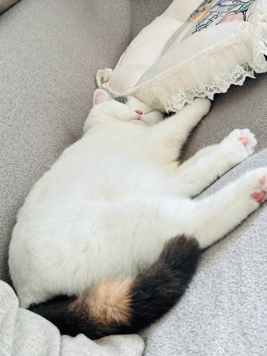 Roxyammy's tweet photo. Just found my cat napping on the freshly washed laundry I hung to dry—this cozy chaos is the best part of weekend chores!， https://t.co/5FkQxcVjeJ
