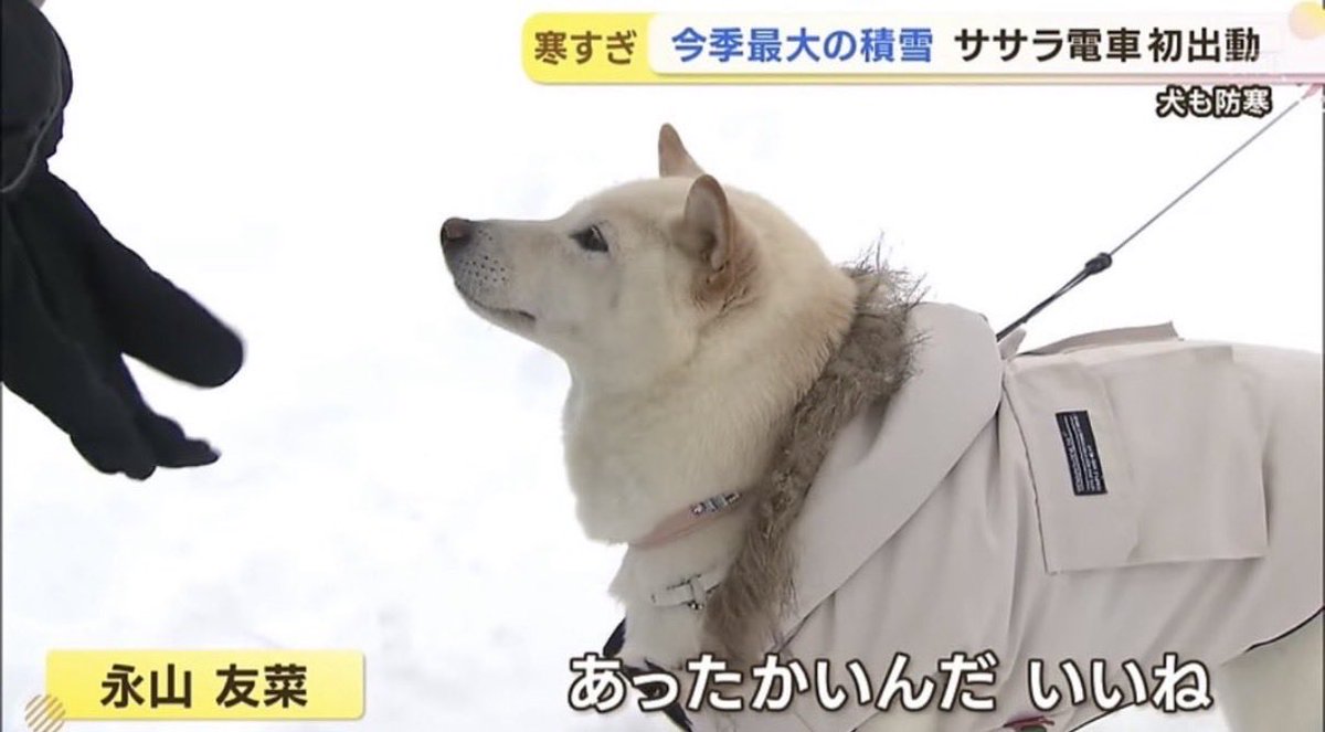 kamonegixx's tweet photo. 毎日こういうニュースでいい https://t.co/vrxhQ0SQ9x