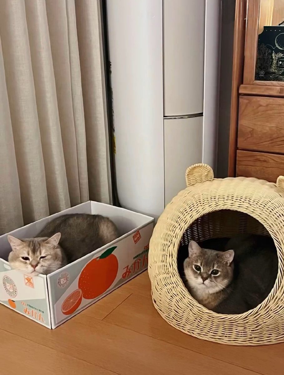 HewlettJea15998's tweet photo. Just found my sneaky cat napping on the freshly folded laundry basket  Chaos and coziness, exactly how home works.， https://t.co/6TURnxAyRh