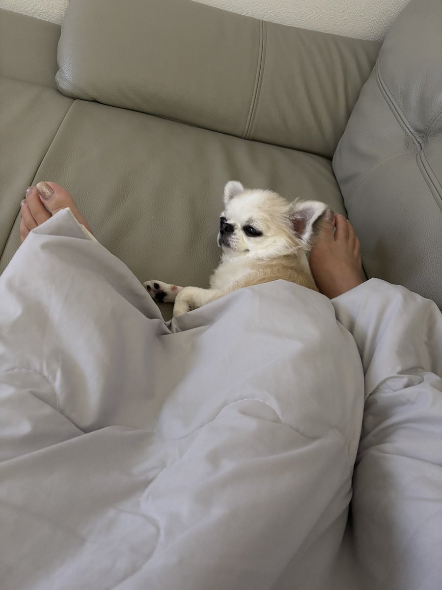 chihuahua_ume's tweet photo. もし私がボルゾイ飼いだったら共に山登りして「一緒に山のボルゾイ」とポストする https://t.co/dk99e66cUm