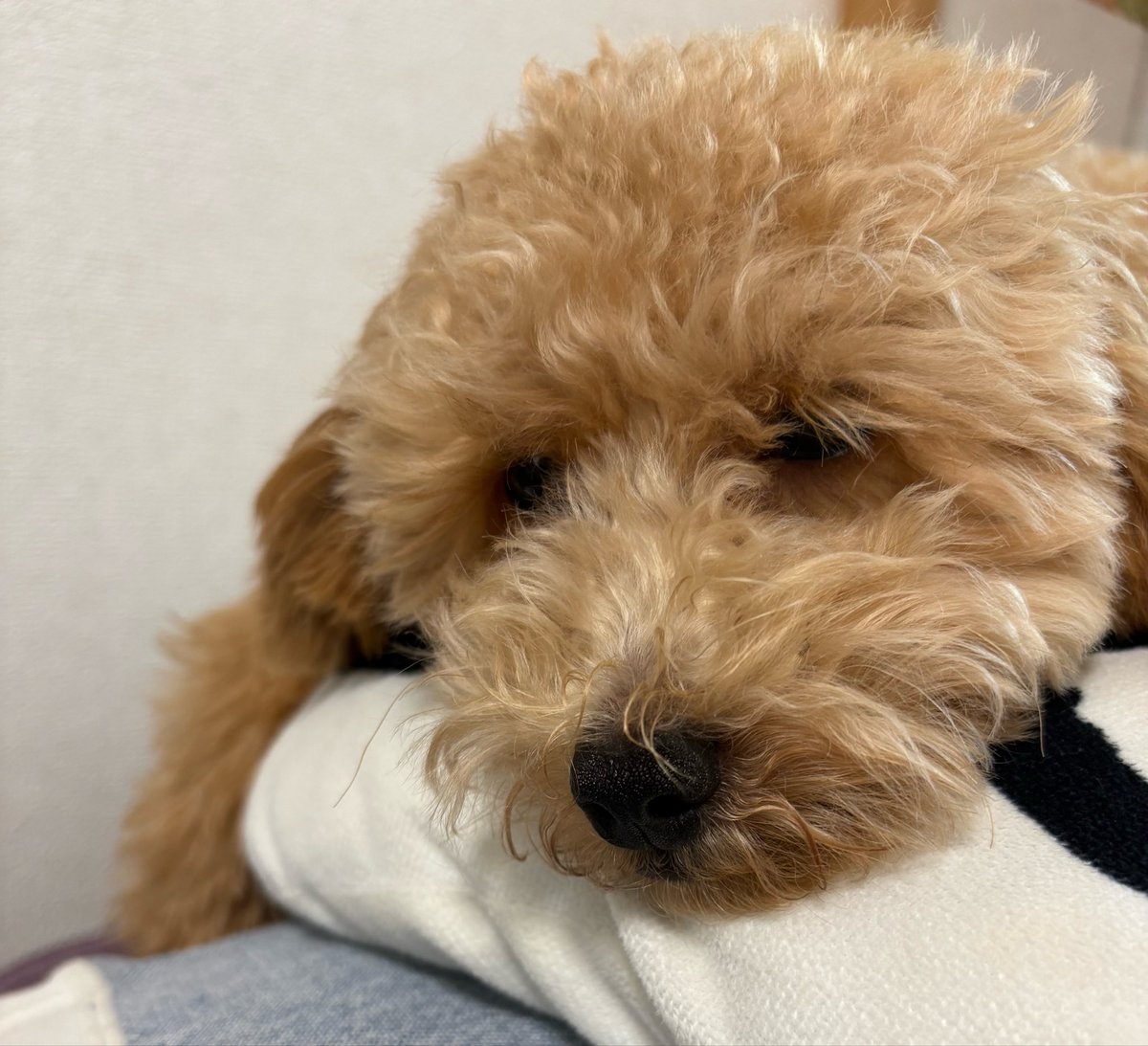 pearlsurf's tweet photo. 飼い主のテレカンに参加する犬（眠そう） https://t.co/T0Z4Bctxux