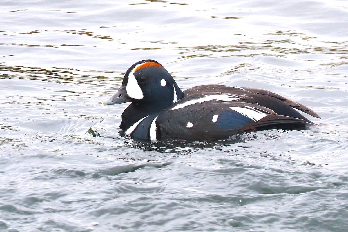NoahBai14527125's tweet photo. Lucky to get to Iceland for a few days after finishing my exams. The birding was incredible and managed four lifers: Harlequin Duck, Barrow's Goldeneye, Gyrfalcon and Brunnich's Guillemot. https://t.co/ZoMbE9lWHm