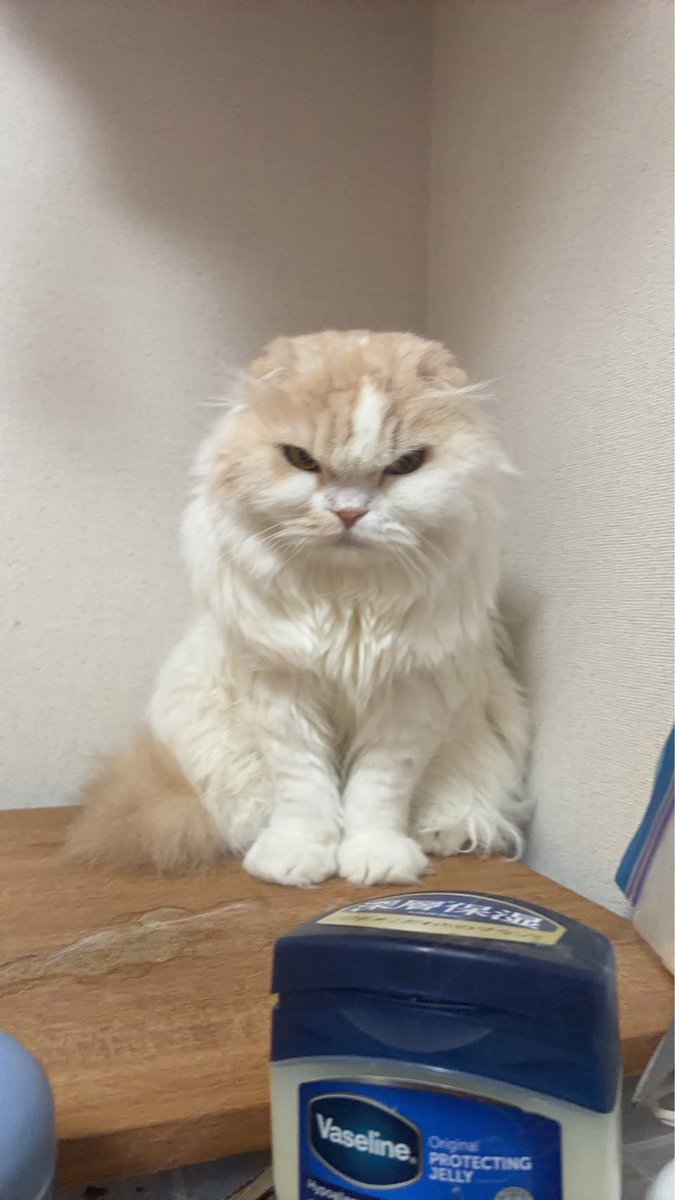 うちの猫とマンタベビーは似ている
特に横顔 