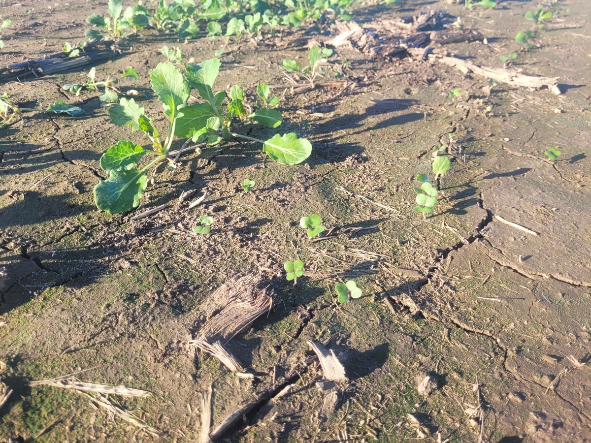 alejandro_rossa's tweet photo. #Colza @Bunge #helada avance del cultivo #sustentable #biocombustibles https://t.co/UmWWu3XiXA