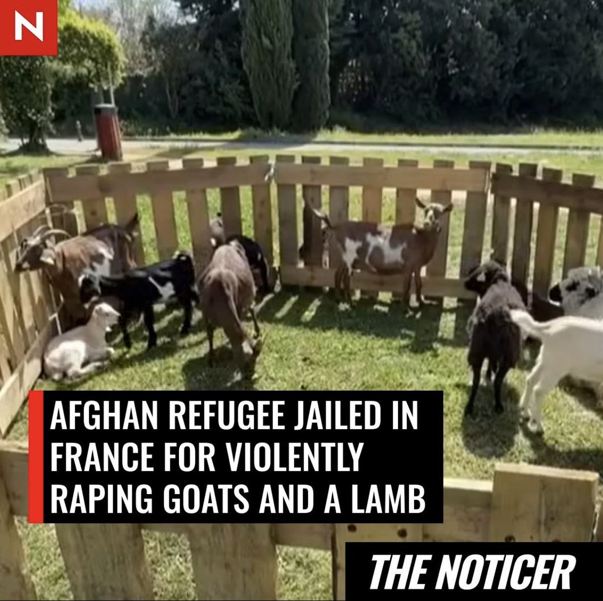 TruthFairy131's tweet photo. An Afghan refugee has been jailed in France for raping five goats & a baby lamb so brutally that one of them died.

Massoud S, 19, told the court he was a "normal person".

This is what is considered ‘normal’ in the third world.

This is one of so many cases across the West now.

These are the people that our government is mass importing into our once civilised moral society.

This is what leftists support.

Remigration is the only peaceful solution.