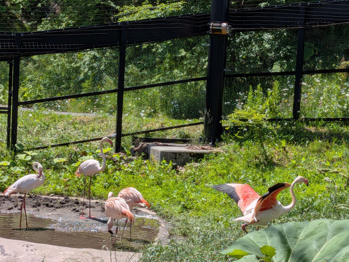 GS35oo's tweet photo. 今日の  #散歩写真 
 #旭山動物園 🦒🦭 https://t.co/Y1kA9hpXSp