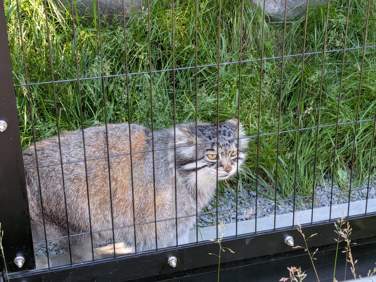 GS35oo's tweet photo. 今日の  #散歩写真 
 #旭山動物園 🦒🦭 https://t.co/Y1kA9hpXSp