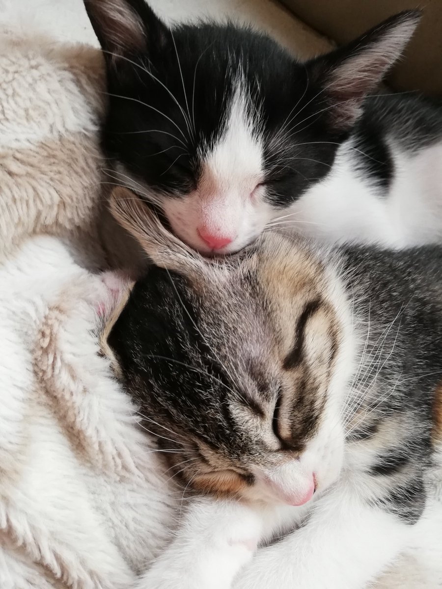 Cheese_marutan's tweet photo. 仲良し
#cat #猫　#ねこ https://t.co/UNheipCI9x