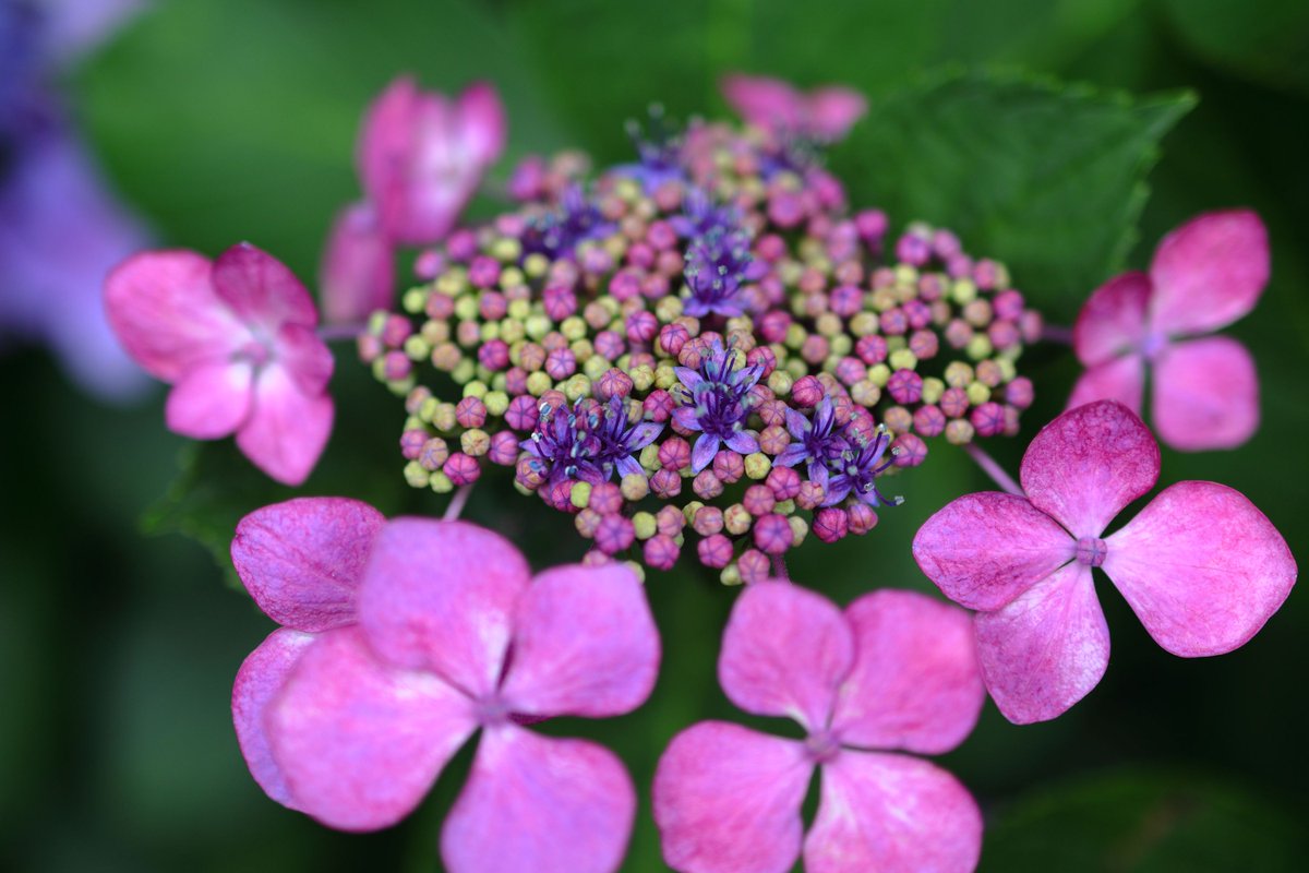mr_nyancyu's tweet photo. このガクアジサイ、中心部の小さな花が蕾から開花に従って色が変化していくのが鮮やか

船橋アンデルセン公園にて、2026/6/23撮影

#アジサイ #あじさい #紫陽花 https://t.co/GWFiapK7CI