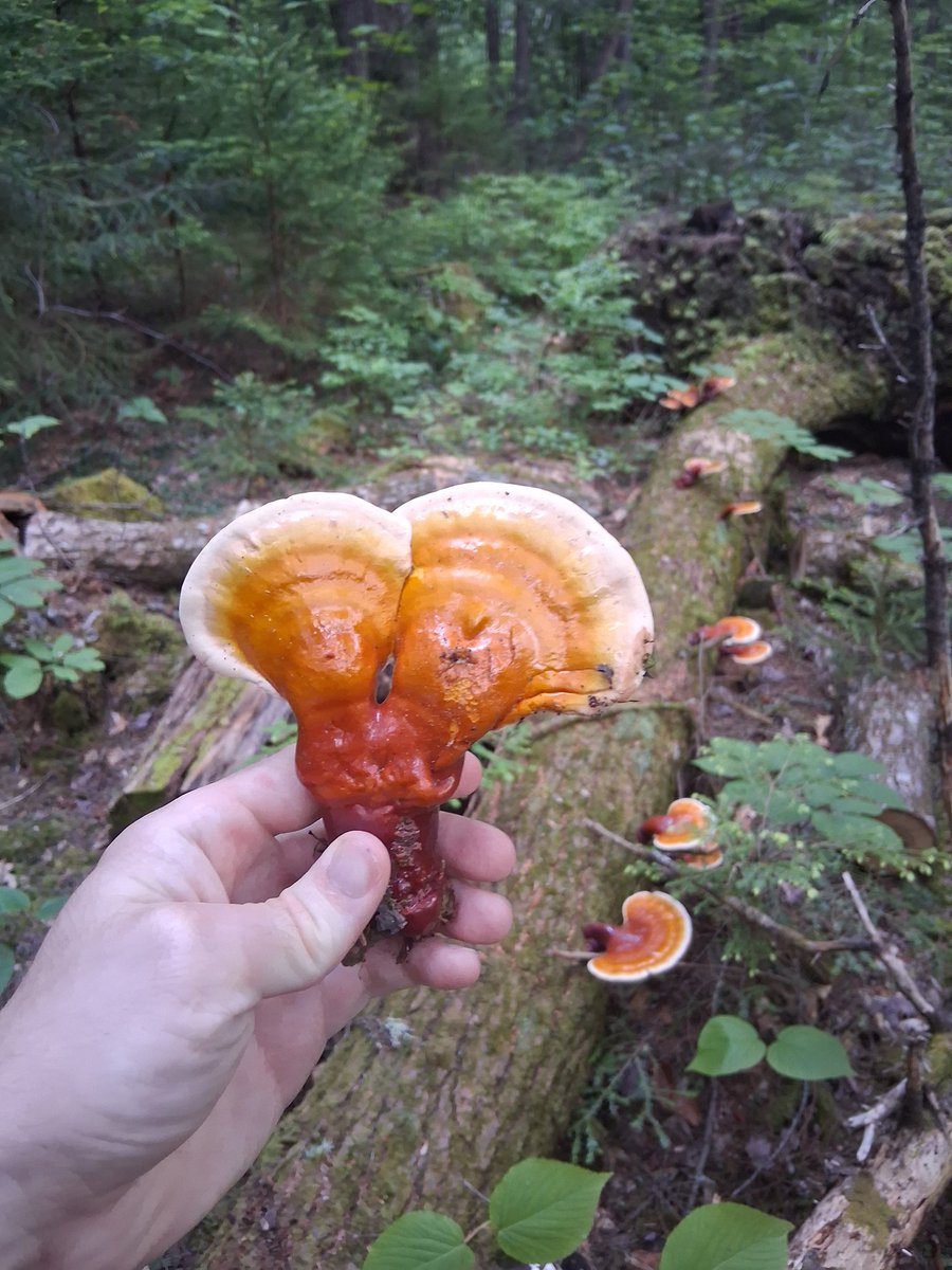 sonofa_bear's tweet photo. @howcoryseesit I found a lot of reishi this month! https://t.co/ebf4Uo1iM2
