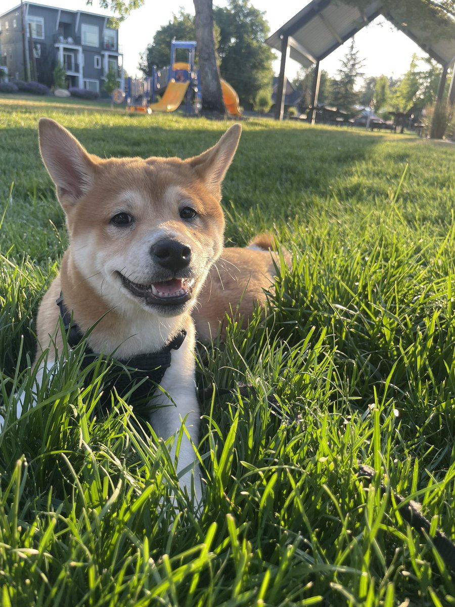 LeoTheBTCdog tweet picture