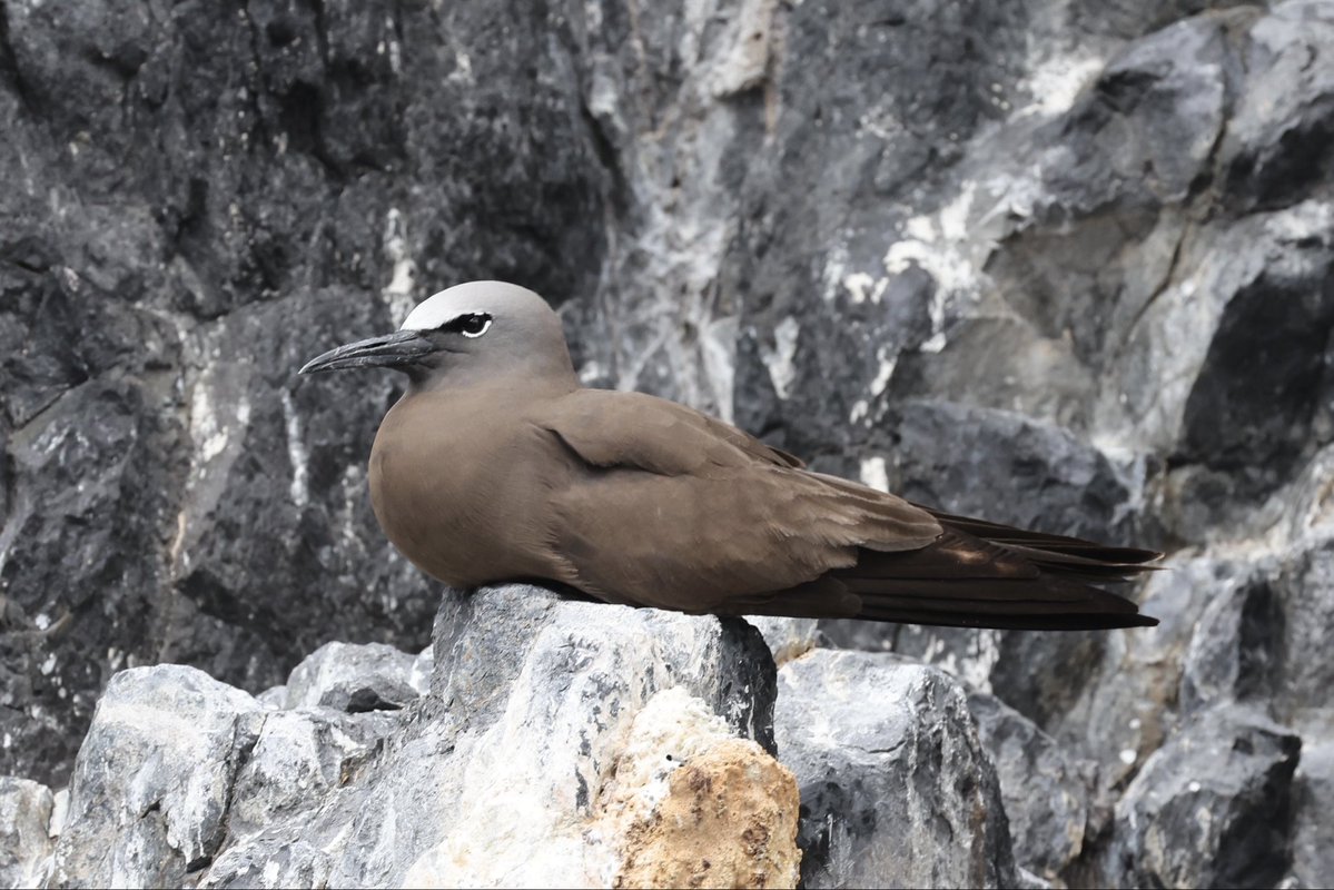 Alanbs1969's tweet photo. @kirola_hemant Brown Noddy, Saint Helena 🇸🇭 https://t.co/XiYR8LpKSi