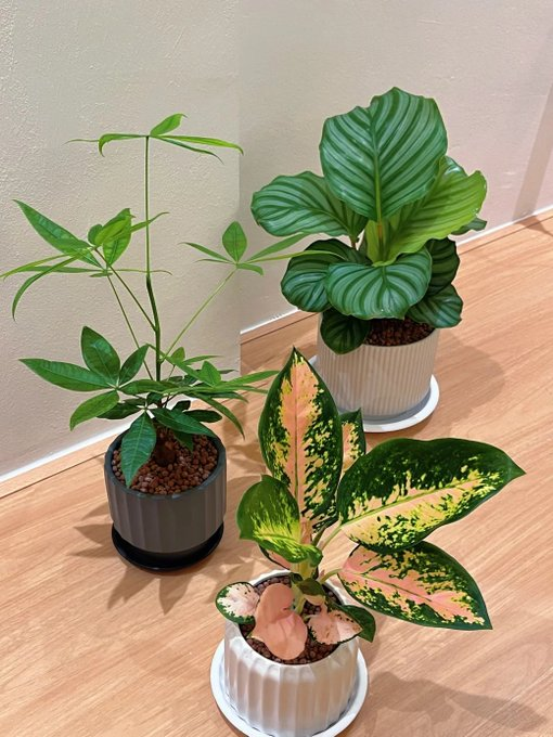 Roiekdc's tweet photo. Add some plants at home. https://t.co/mOi21z9uCp