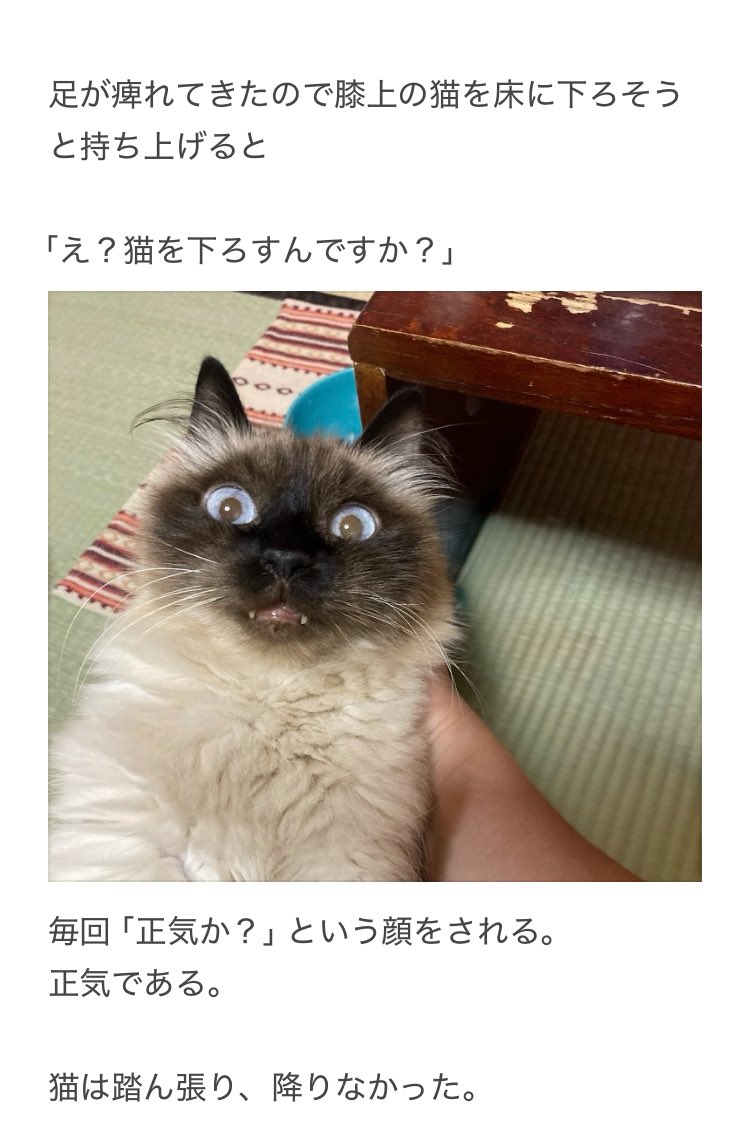 yalalalalalala's tweet photo. 【猫を床に下ろす時の注意】 https://t.co/iy4htXh3T7