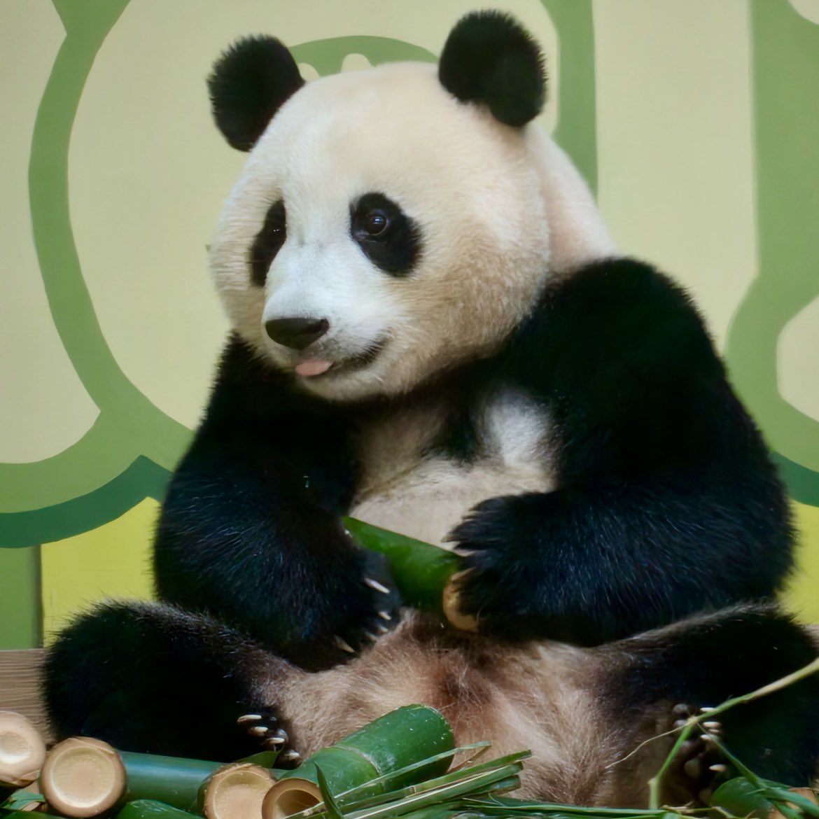 tan_hua18069's tweet photo. Meizhu: I am two years old. How old are you? https://t.co/YqVghwZjbl