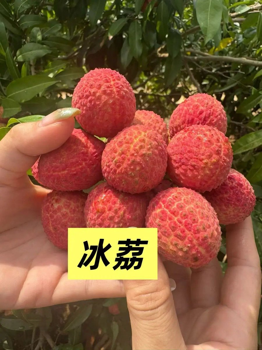 wixngzh1301991's tweet photo. 广东网红荔枝！试过吗？贼贵啊！😆😅😆 https://t.co/t1zR1PP9a8