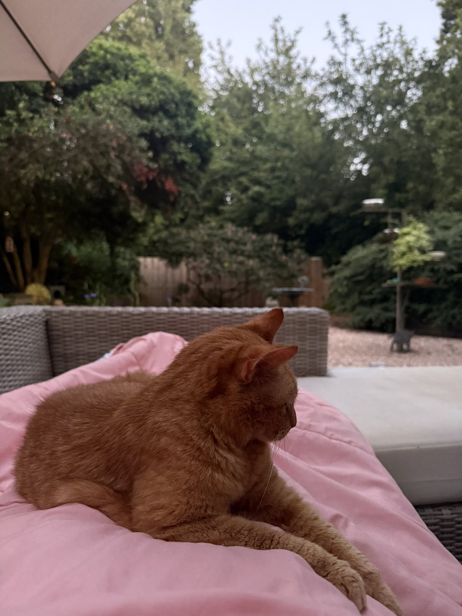 DagenKaren's tweet photo. 5 AM. Trying to have some more snoozels in the garden with mum  #CodeOrange #HotTownSummerintheCity https://t.co/aWA0j2Y2sh