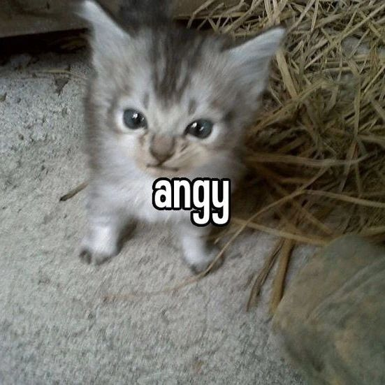 PunchingCat's tweet photo. https://t.co/DlBEH1vSrL
