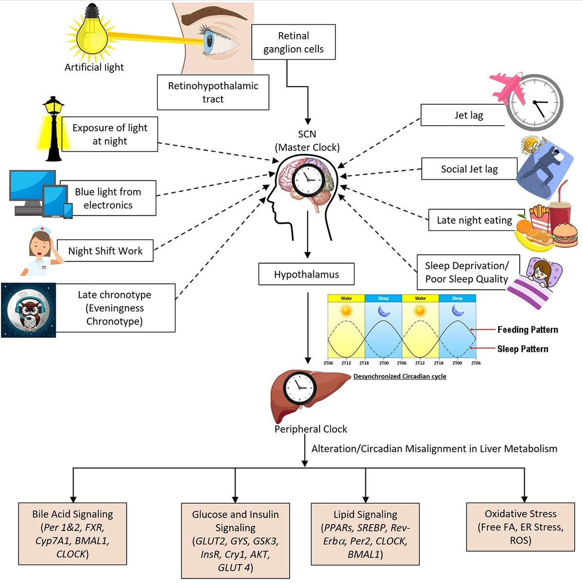 HepatomaRes's tweet photo. 🌟 Highly Cited Spotlight

🌙 Does Night Shift Work Increase Liver Cancer Risk?
Circadian disruption may accelerate NAFLD/NASH progression and increase HCC risk.

📖 Read more: https://t.co/c3sIJ8gxQz
#HCC #NAFLD #LiverCancer https://t.co/HwMjSR9HQt