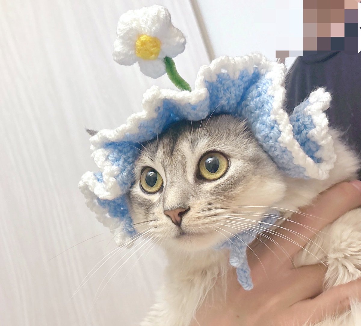 soba____531's tweet photo. ただ可愛い姿を見たかっただけなのにお花にすべての養分が吸われてるみたいな表情になってしまった https://t.co/j5fRdoK4ej