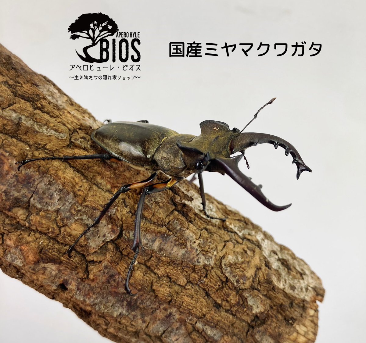 aperohyle_bios's tweet photo. こんにちは♪アペロヒューレビオスです！

国産クワガタWD各種取り揃えております

●ミヤマクワガタ63mm
●国産ノコギリクワガタ63mm
●国産ヒラタクワガタ50mm
●国産ネブトクワガタ26mm

その他スジクワガタ、オオクワガタ、国産カブトムシ、アマミノコギリ、ツシマヒラタなど国産成体が並んでます https://t.co/BT16qqiOA2