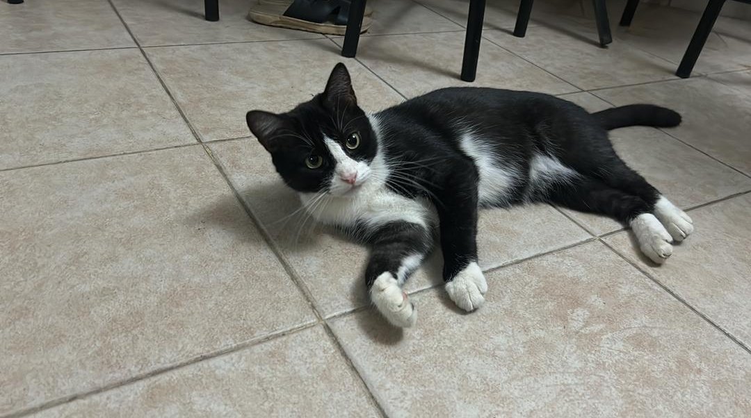 strayffny's tweet photo. ‼️ Se Busca gato, se llama papita. Se perdió en la urbanización Madre María de San José Lago 2, cualquier información comunicarse con el número +58 424-3733072 https://t.co/0bEs5QOmFd