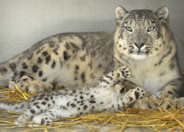 NatureAnimalw's tweet photo. https://t.co/07vk41Mh8d