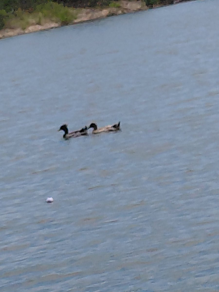 mdki2379's tweet photo. Ducks at the lake this past weekend https://t.co/EFGw4qfGpz
