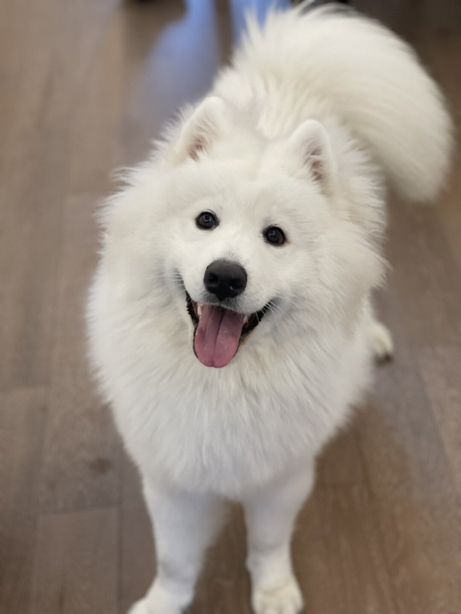 EHerbert64073's tweet photo. Nothing beats coming home to a wagging tail waiting for you. https://t.co/G6koLfG2Tp