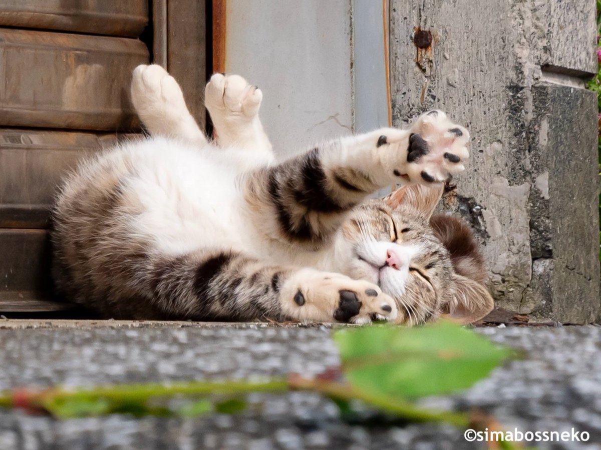 肉球ぱぁ〜🐾✨たまらにゃい💕 Toe beans out🐾💕 #猫 #cat
